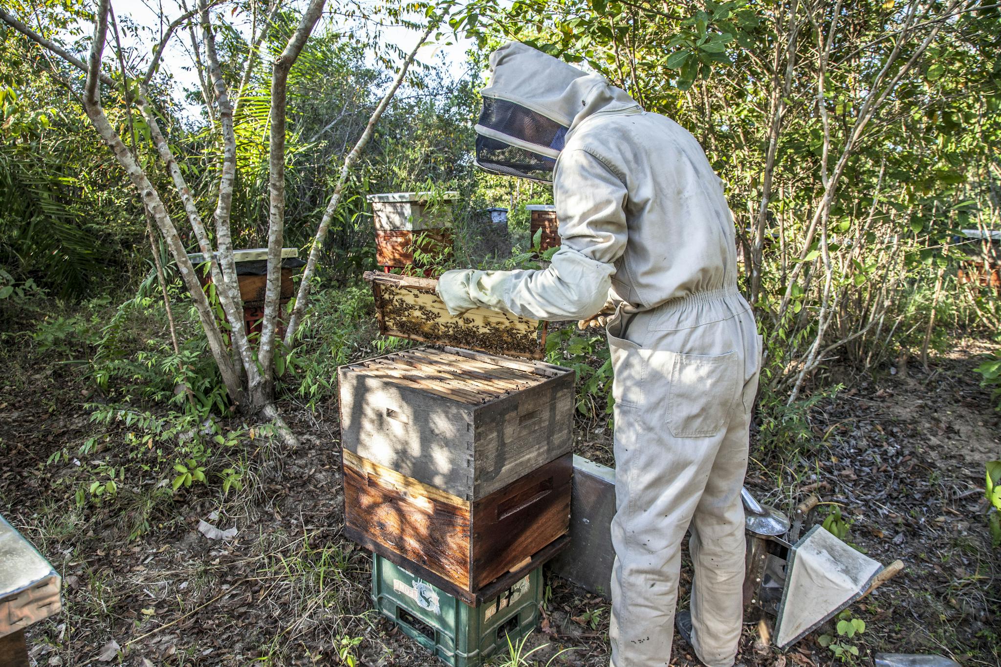 A beekeeper in protective gear tends to bee hives in a lush Colombian forest.